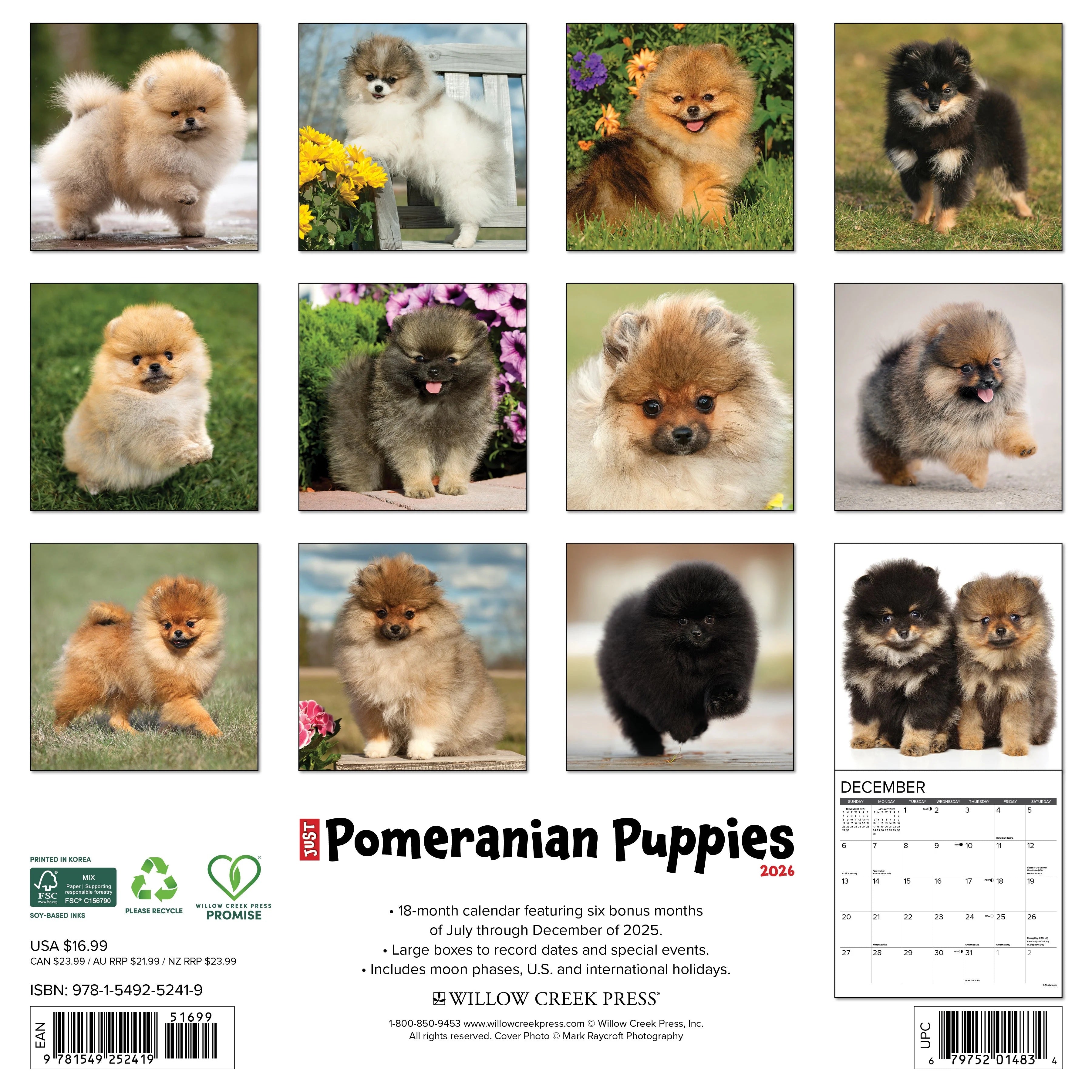 2026 Pomeranian Puppies Wall Calendar 9781549252419