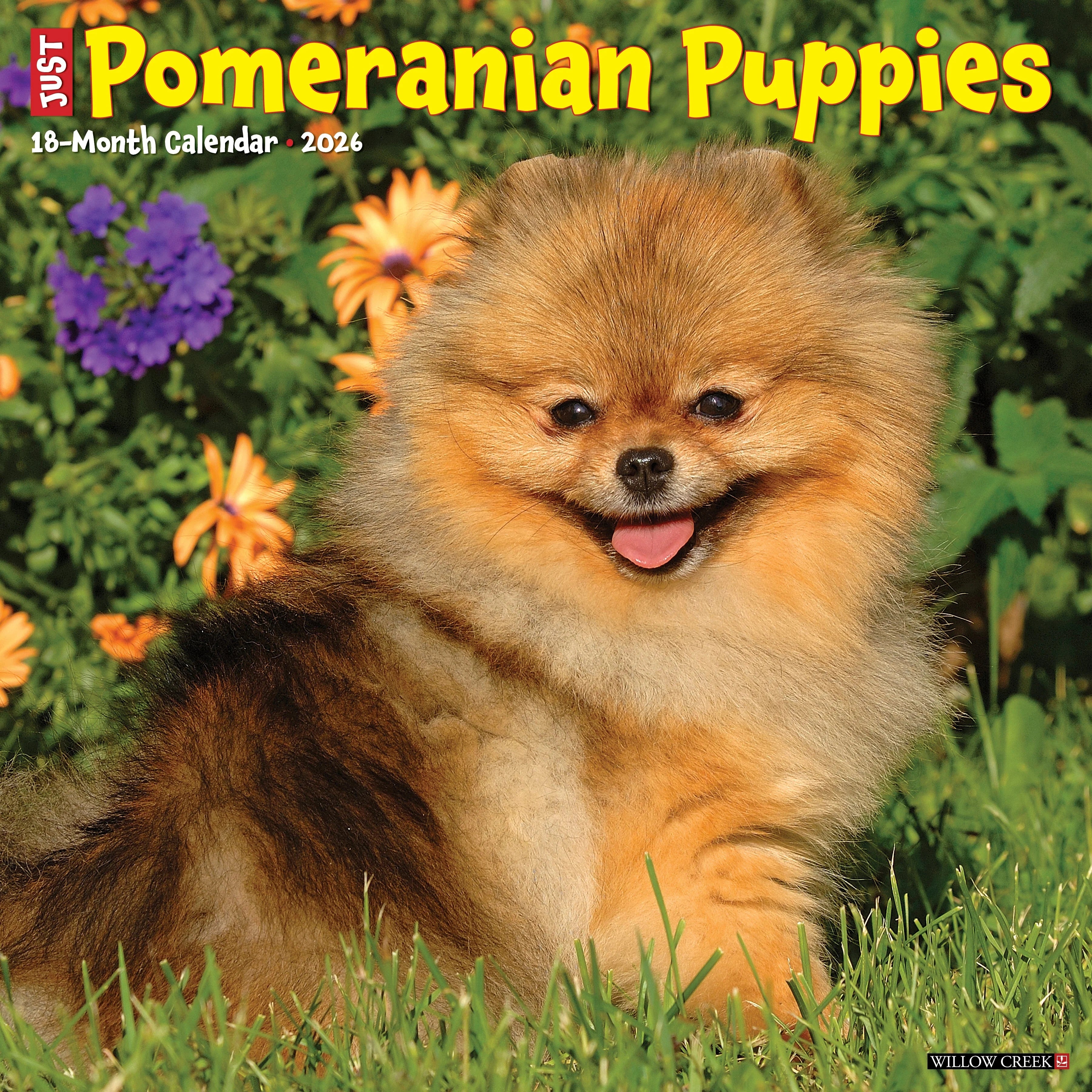 2026 Pomeranian Puppies Wall Calendar 9781549252419_48f59365-595a-4beb-b4d6-899bc32ae5b3