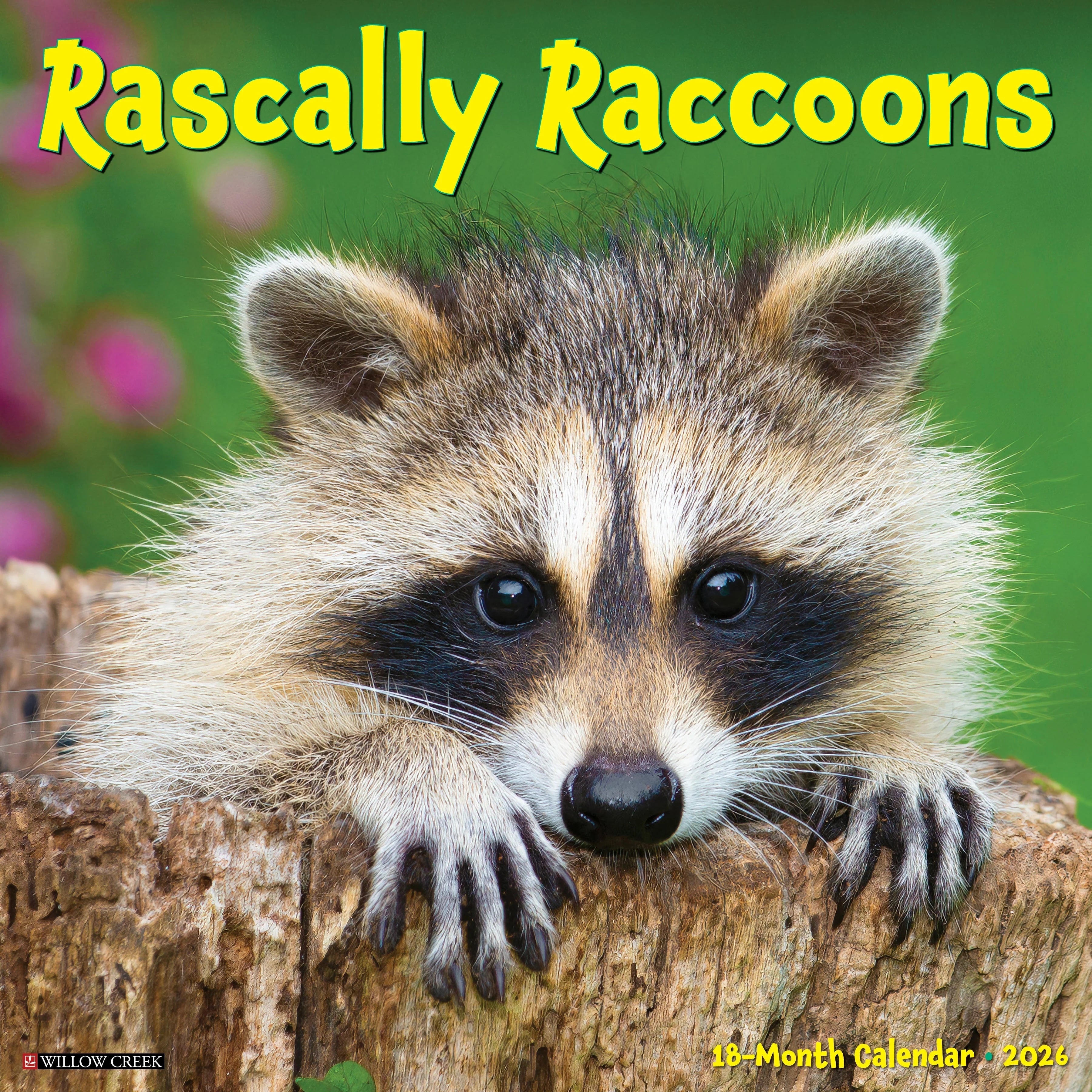 2026 Rascally Raccoons Wall Calendar 9781549252570_1409f970-e304-468b-9b4a-50478cd7a4c6