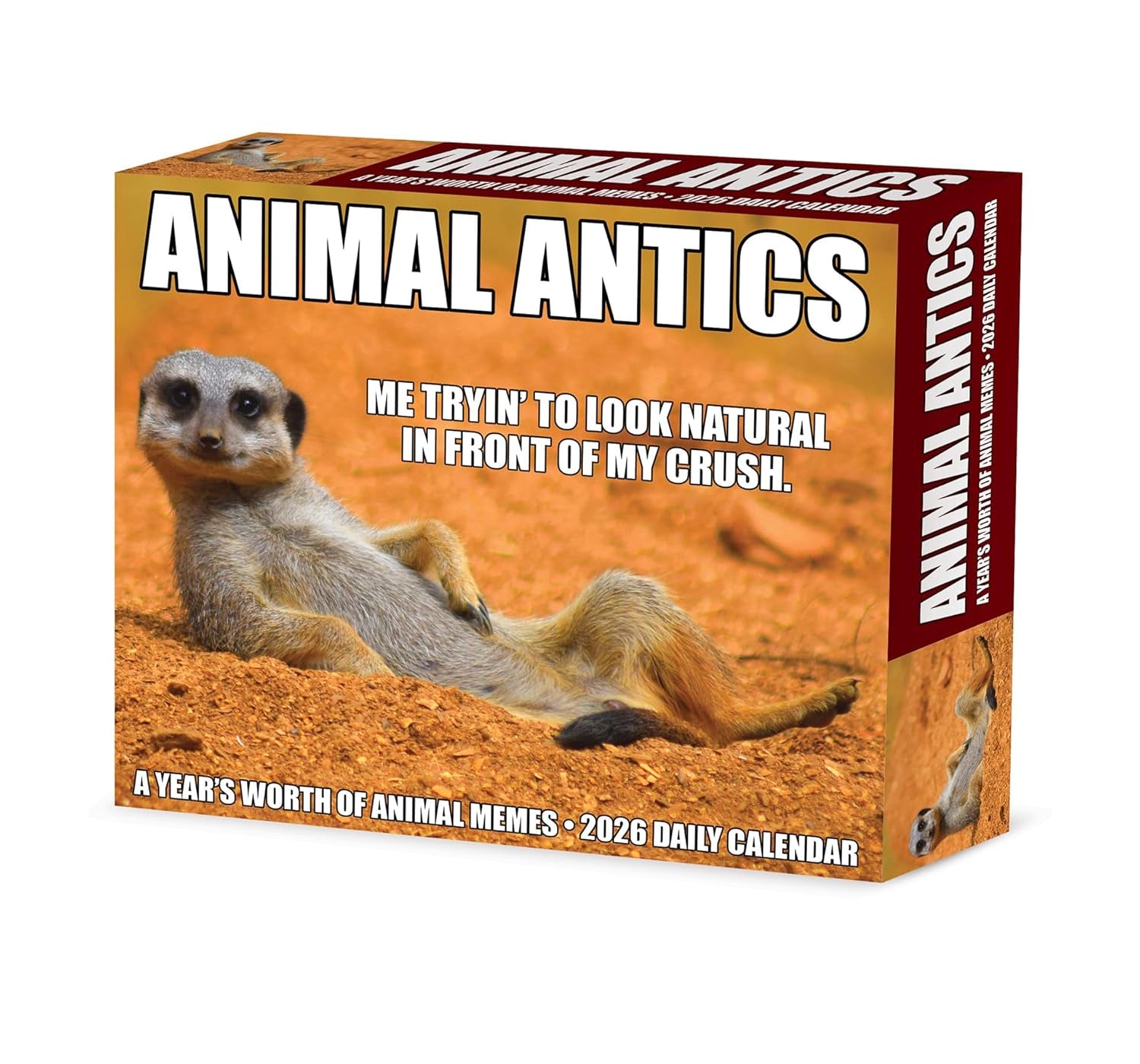 2026 Animal Antics Daily Boxed Calendar 9781549255137