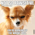2026 Not So Pawsitive 12X12 Wall Calendar 9781549256011