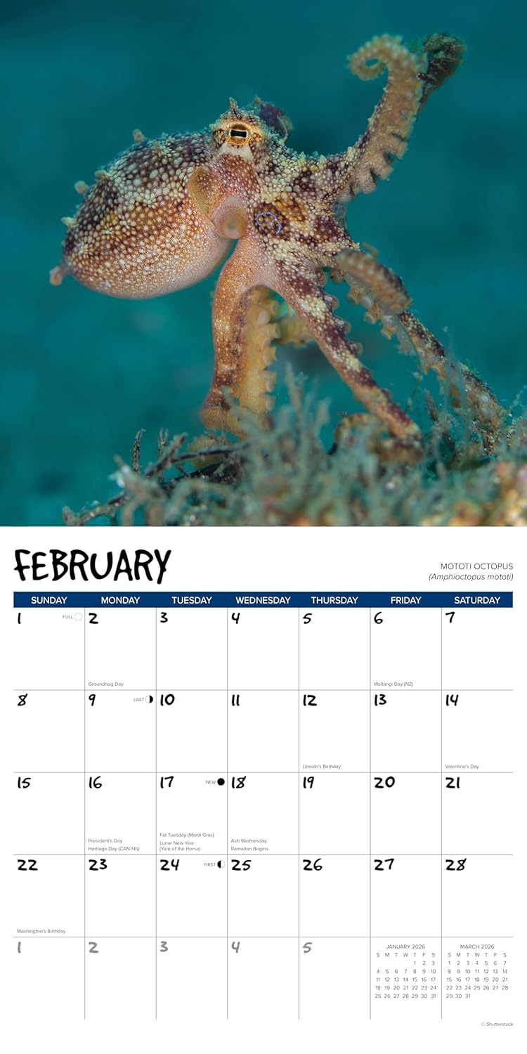 2026 Octopus Wall Calendar 9781549256028_1