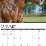 2027 American Quarter Horses Wall Calendar 12X12 20 9781549258763_1
