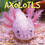 2027 Axolotls Wall Calendar 12X12 20 9781549258947