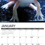 2027 Axolotls Wall Calendar 12X12 20 9781549258947_1