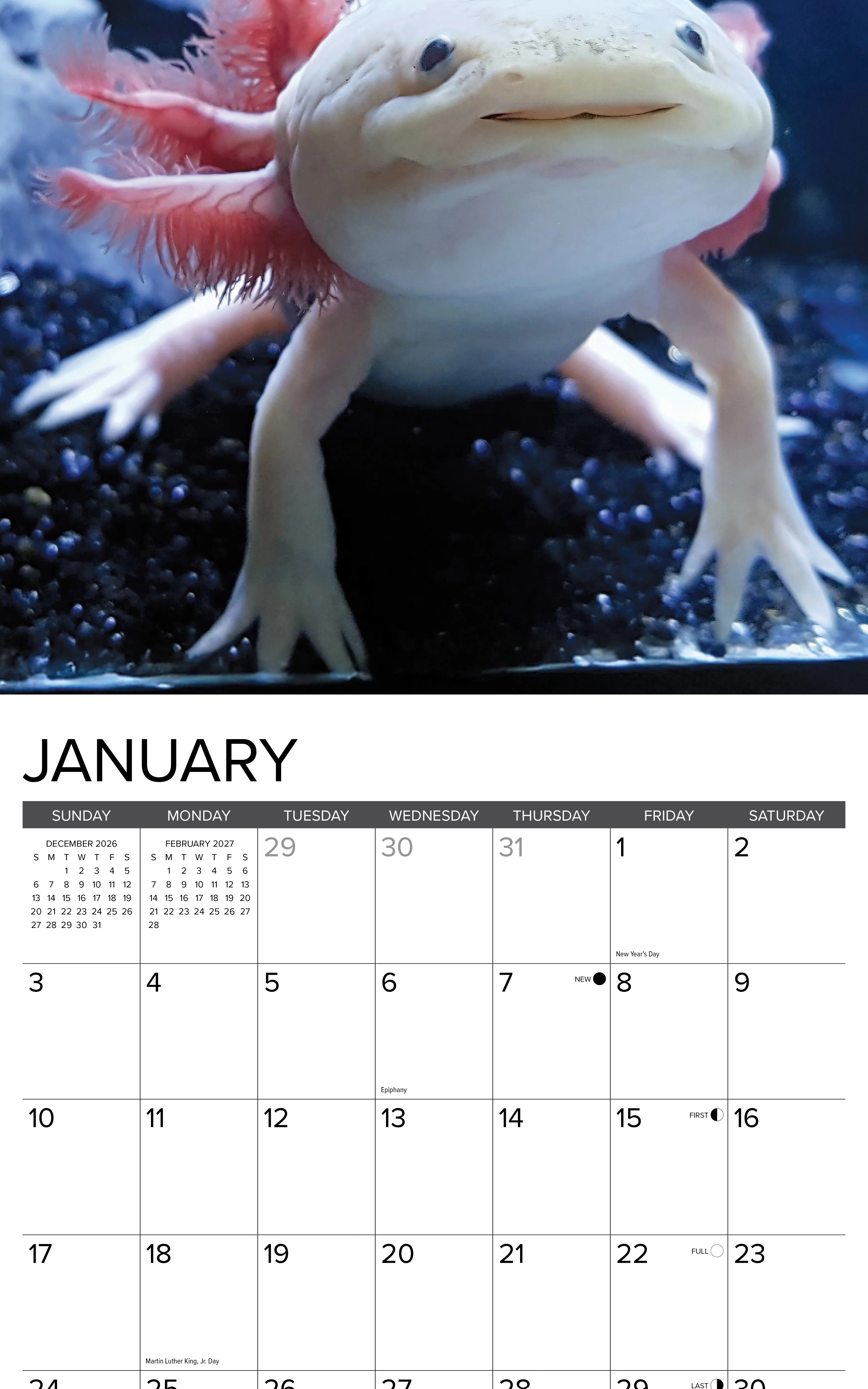 2027 Axolotls Wall Calendar 12X12 20 9781549258947_1