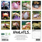 2027 Axolotls Wall Calendar 12X12 20 9781549258947_dcf4099f-be6b-4c78-ac43-8829d5126cad