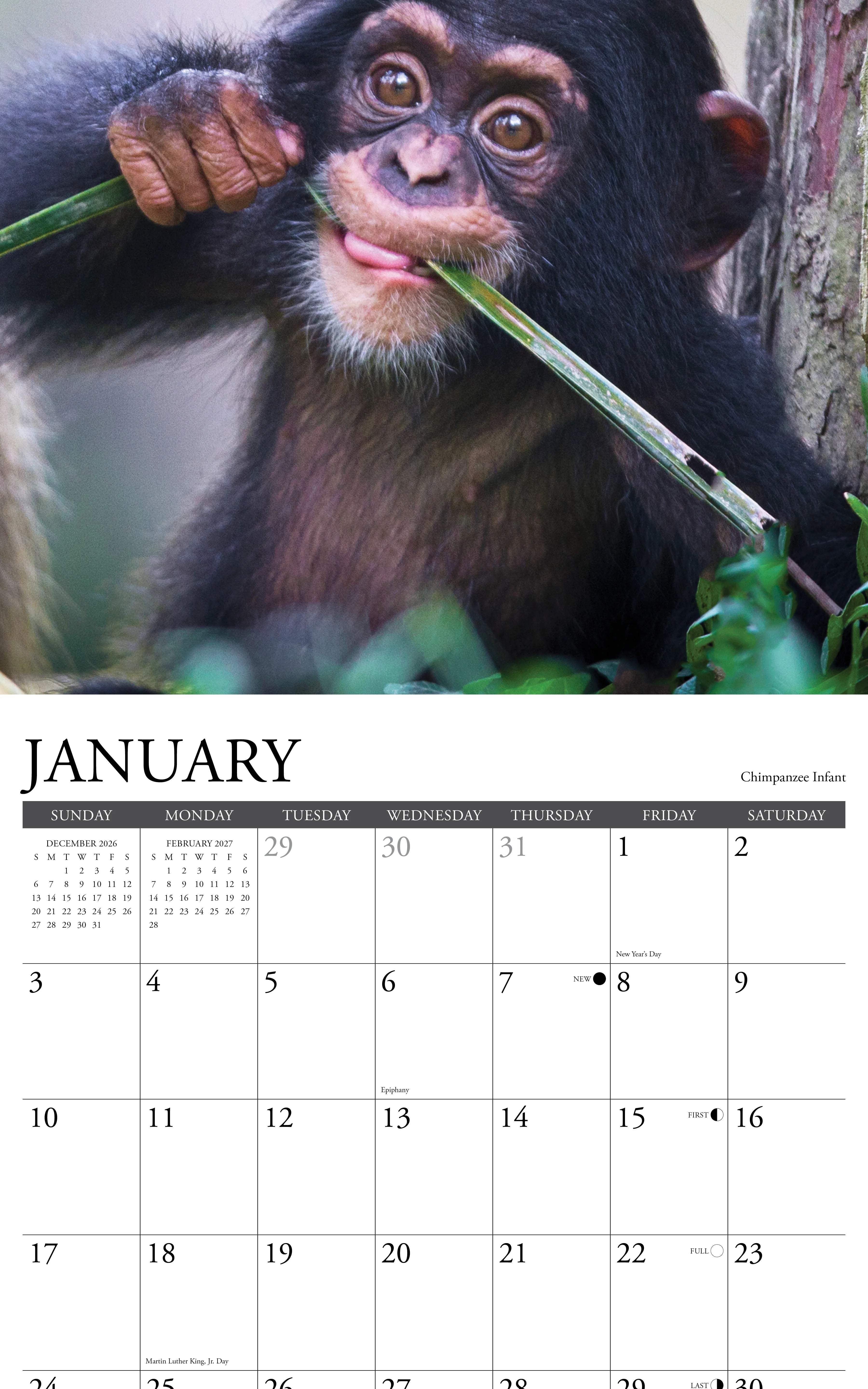 2027 Baby Animals Wall Calendar 12X12 20 9781549258954_2
