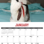 2027 Bad Kitties Wall Calendar 12X12 20 9781549258992_2