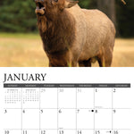 2027 Bull Elk Wall Calendar 12X12 20 9781549259357_1