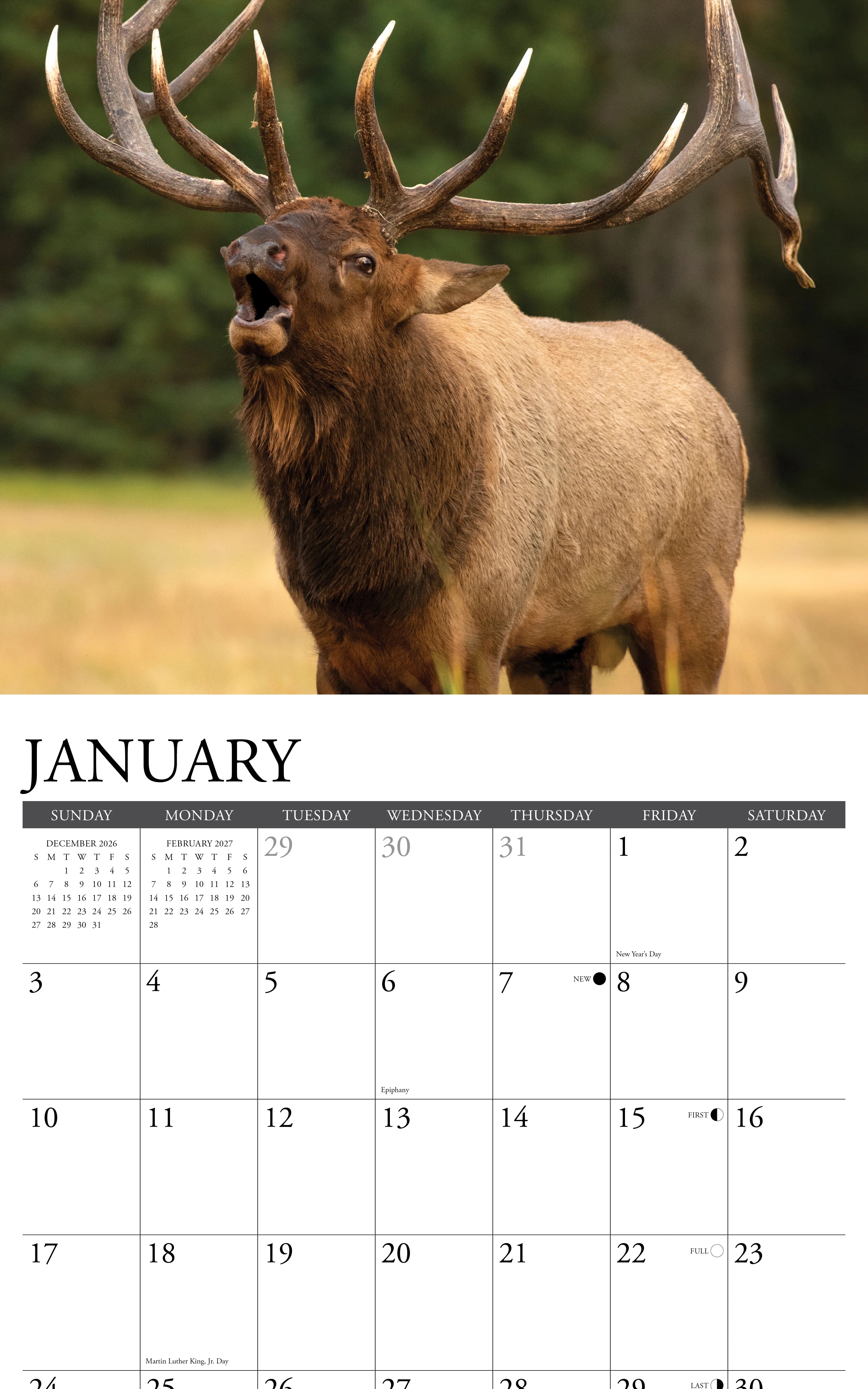 2027 Bull Elk Wall Calendar 12X12 20 9781549259357_1