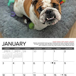 2027 Bulldog Bad Boys Wall Calendar 12X12 20 9781549259364_1