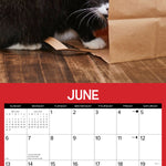 2027 Catspirations Wall Calendar 12X12 20 9781549259609_2