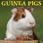 2027 Guinea Pigs Wall Calendar 12X12 20 9781549260582