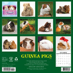 2027 Guinea Pigs Wall Calendar 12X12 20 9781549260582_3ad31ab7-a36e-4241-8993-0a3f17e3df6d