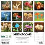 2027 Mushrooms Wall Calendar 12X12 20 9781549261374_a03d601d-163b-4309-b673-bbf51c44b45a