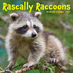 2027 Rascally Raccoons Wall Calendar 12X12 20 9781549262029