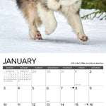 2027 What Dogs Teach Us Wall Calendar 12X12 20 9781549262890_1