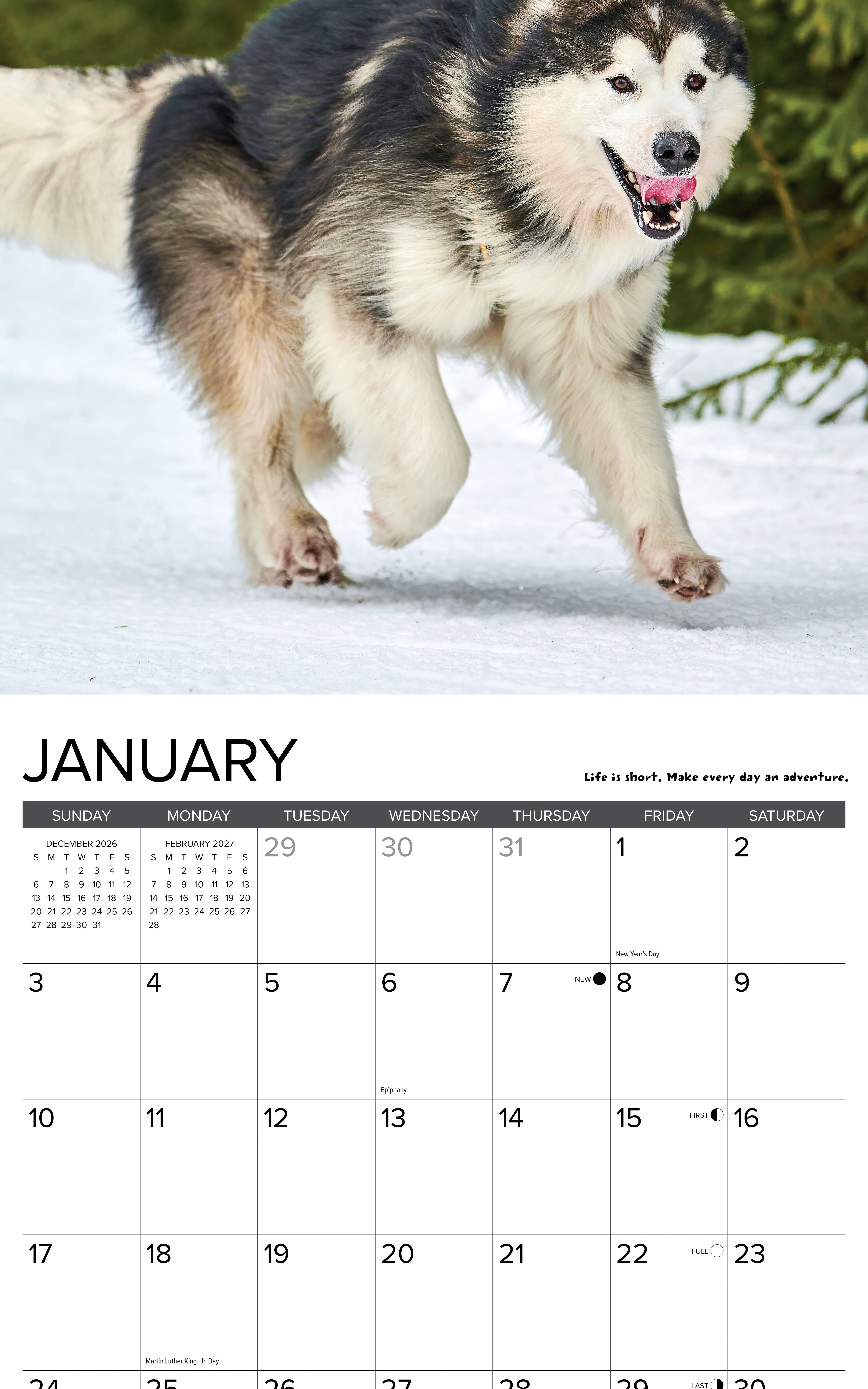2027 What Dogs Teach Us Wall Calendar 12X12 20 9781549262890_1