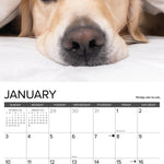 2027 What Goldens Teach Us Wall Calendar 12X12 20 9781549262913_1