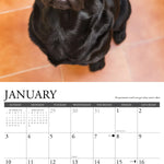 2027 What Labs Teach Us Wall Calendar 12X12 20 9781549262944_1