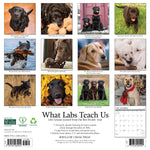 2027 What Labs Teach Us Wall Calendar 12X12 20 9781549262944_de9a4f86-65e1-4997-abdd-f8c05bf55127