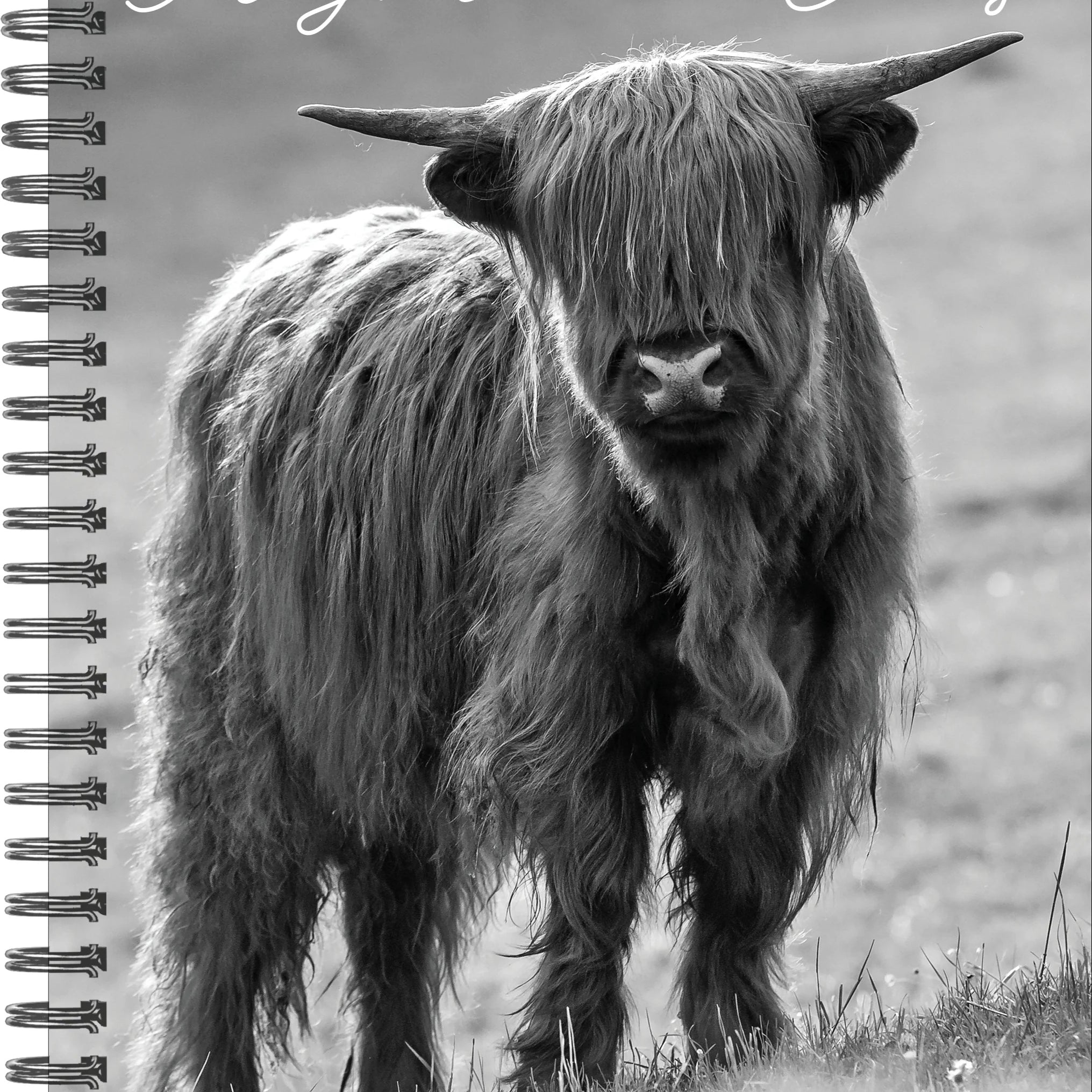 2027 Highland Cows Engagement Calendar 20 9781549264412