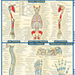 Anatomy 2 9781572228566_161c32a9-54d8-4482-8228-bd12692aa154