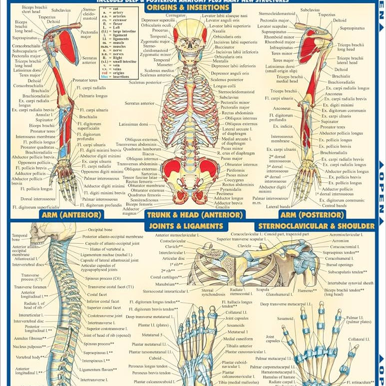 Anatomy 2 9781572228566_161c32a9-54d8-4482-8228-bd12692aa154