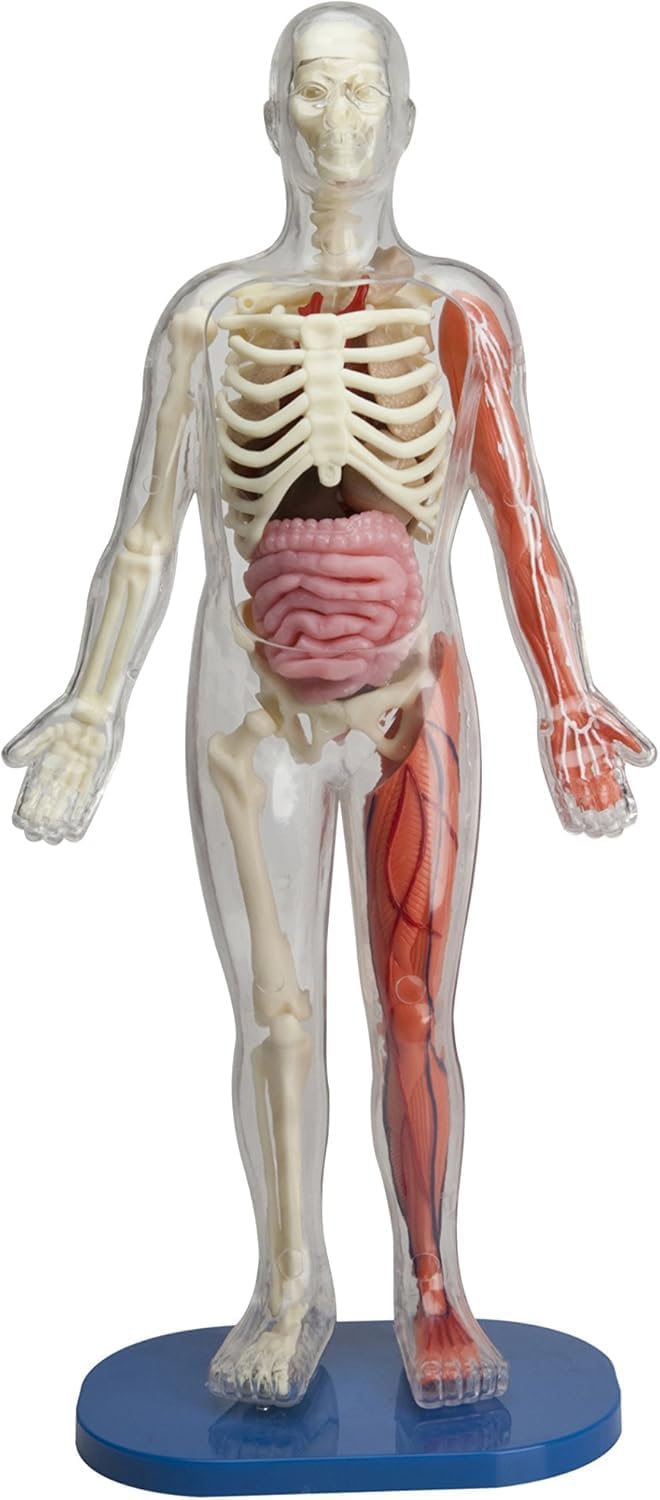 Smartlab Toys Squishy Human Body With 21 Removable Body Parts With Anatomy Book 9781601305572