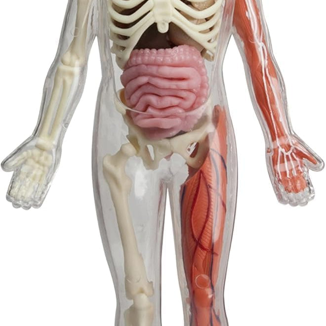 Smartlab Toys Squishy Human Body With 21 Removable Body Parts With Anatomy Book 9781601305572_1