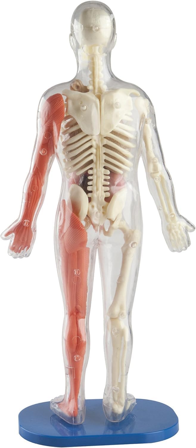 Smartlab Toys Squishy Human Body With 21 Removable Body Parts With Anatomy Book 9781601305572_2