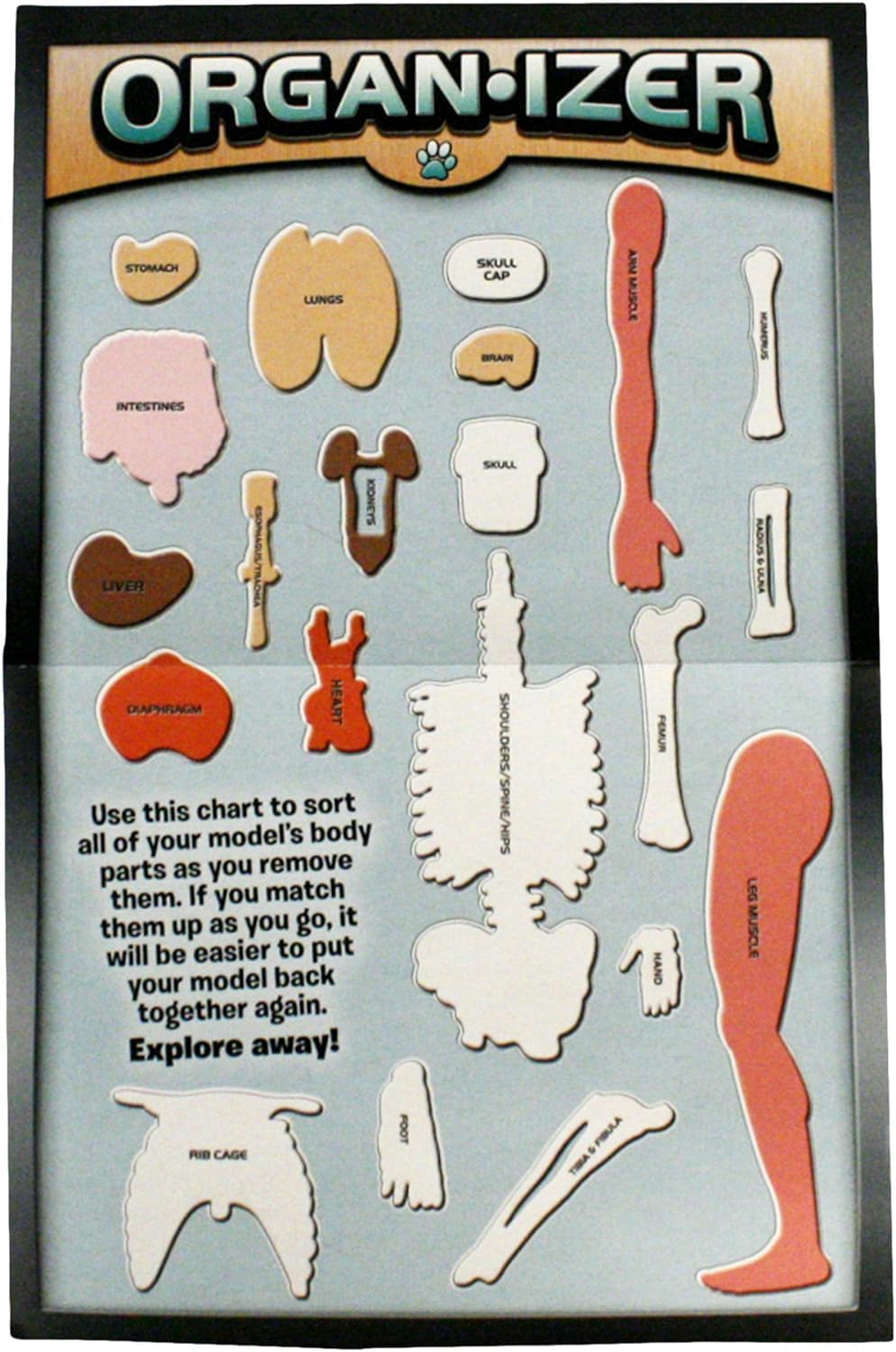 Smartlab Toys Squishy Human Body With 21 Removable Body Parts With Anatomy Book 9781601305572_5
