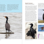 Birds Of The Pacific Northwest by Shewey. John 9781604696653_6