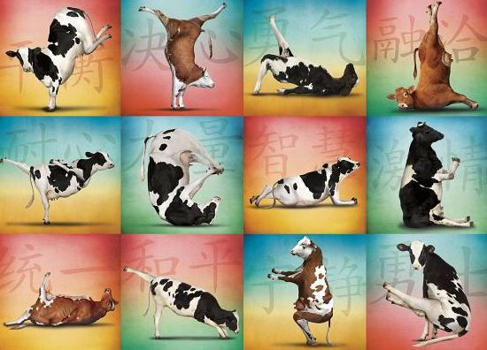 Cow Yoga 1000 Pc Puzzle - Rubo. Donnie 9781623439637_3adf368a-8c8d-45de-b97f-d6adf2dfbf1c