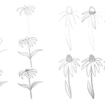 Draw Like An Artist: 100 Flowers And Plants - Washburn. Melissa 9781631597558_3
