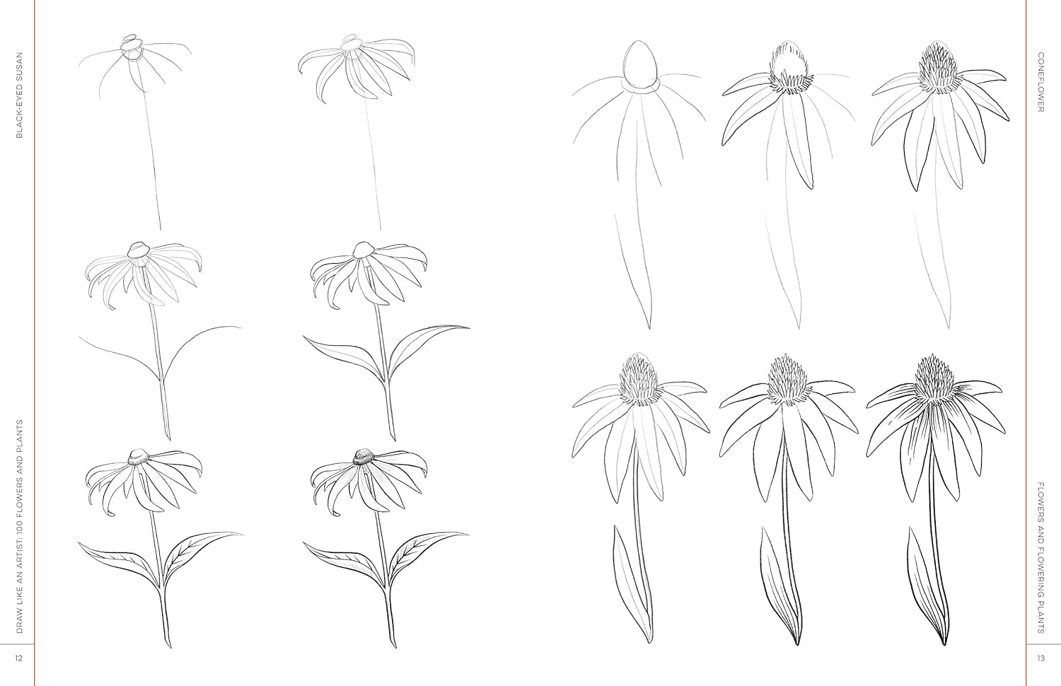 Draw Like An Artist: 100 Flowers And Plants - Washburn. Melissa 9781631597558_3