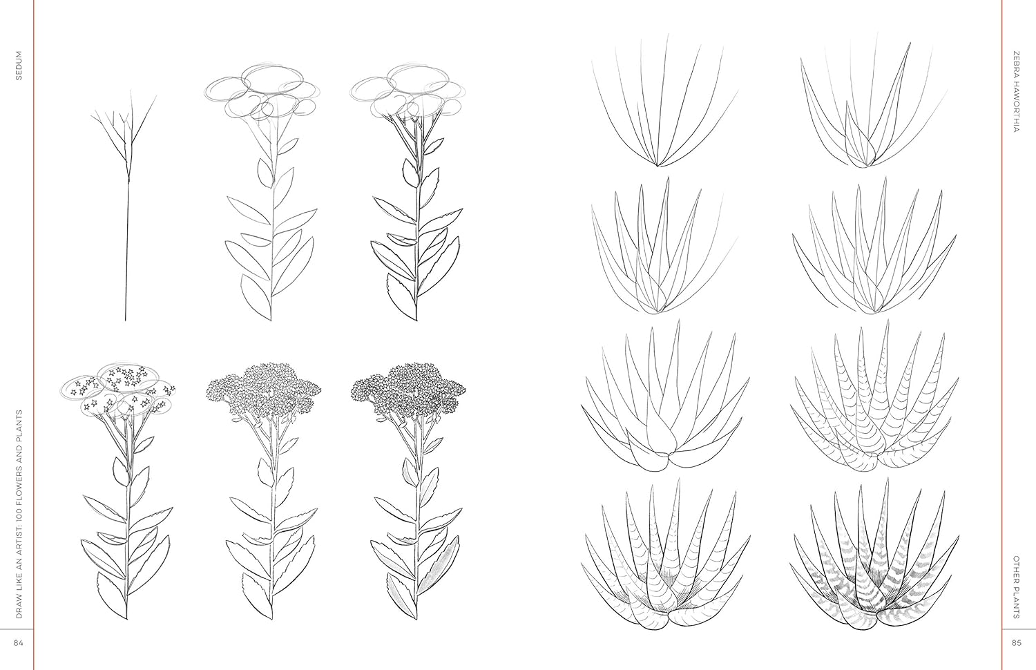 Draw Like An Artist: 100 Flowers And Plants - Washburn. Melissa 9781631597558_5