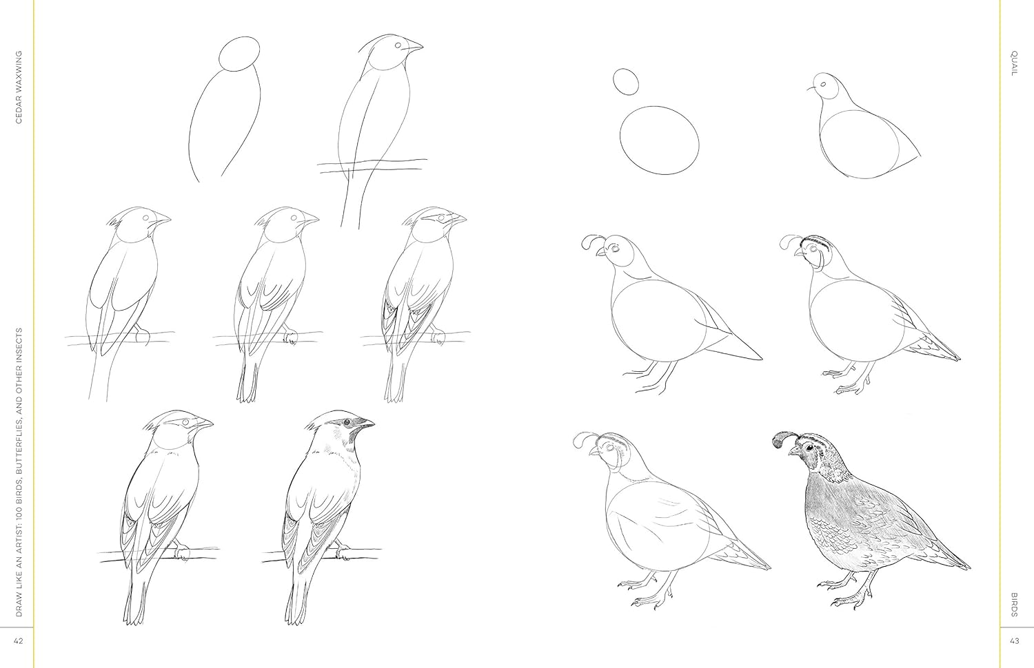 Draw Like An Artist: 100 Birds, Butterflies, & Other Insects - Washburn. Melissa 9781631599477_3