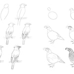 Draw Like An Artist: 100 Birds, Butterflies, & Other Insects - Washburn. Melissa 9781631599477_3_df2f8dc6-c066-4963-9cf4-cdc5e4062b70