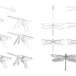 Draw Like An Artist: 100 Birds, Butterflies, & Other Insects - Washburn. Melissa 9781631599477_5