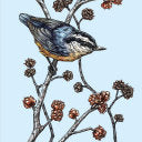 Birdnote Journal: A Birdwatcher's Companion From The Popular Public Radio Show - 9781632172846_b30cadf9-e37d-4402-81ef-56963b348e01