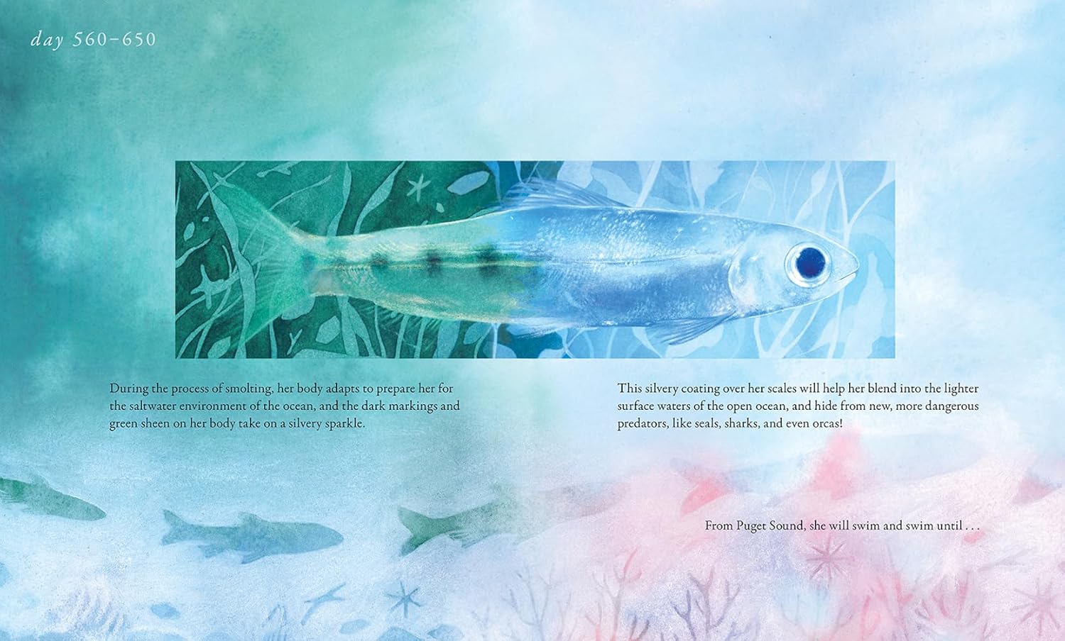 Salmon Run: An Epic Journey To The Ocean And Back by Chen. Annie 9781636551654_5
