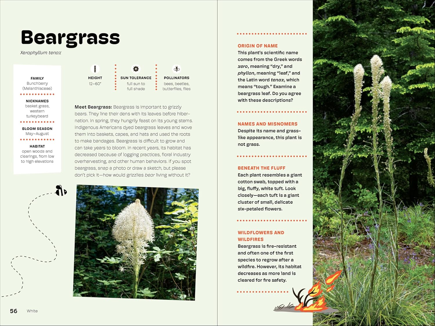 Wildflowers Of The Pacific Northwest For Kids by Erdely. Ashley 9781643264349_4