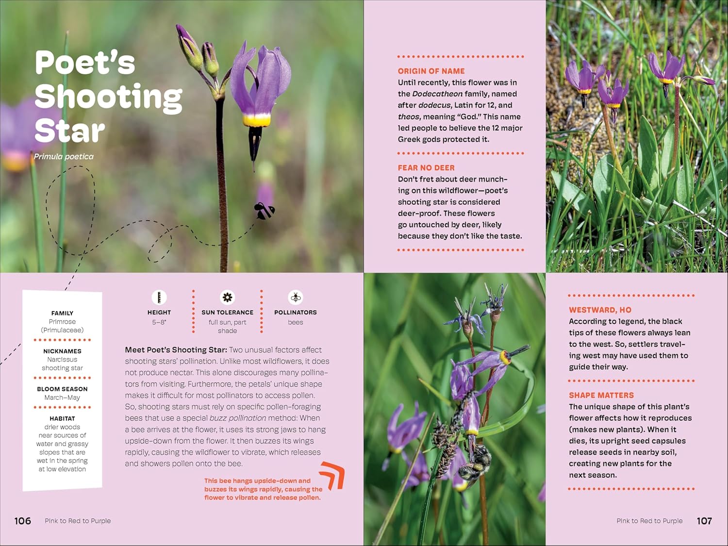 Wildflowers Of The Pacific Northwest For Kids by Erdely. Ashley 9781643264349_6