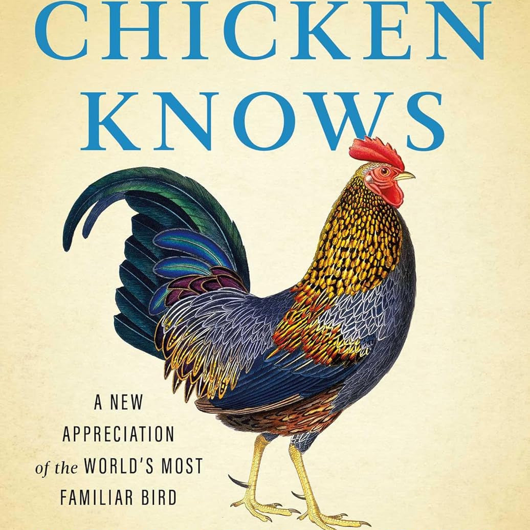 What The Chicken Knows by Montgomery. Sy 9781668047361