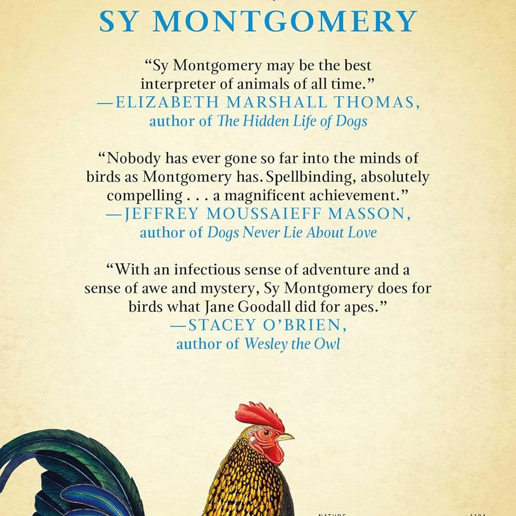 What The Chicken Knows by Montgomery. Sy 9781668047361_1