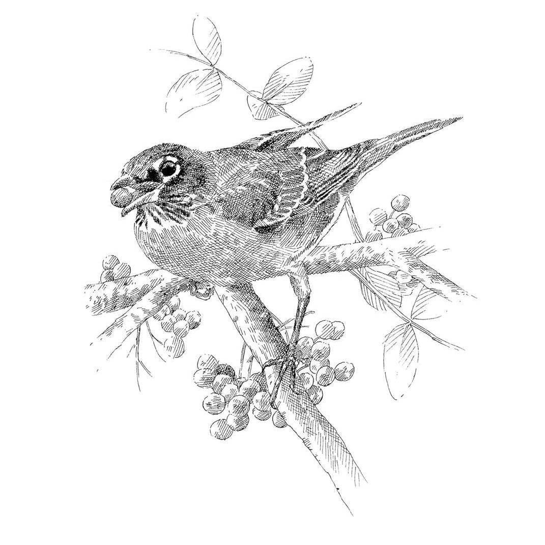 The Serviceberry by Kimmerer. Robin Wall 9781668072240_1