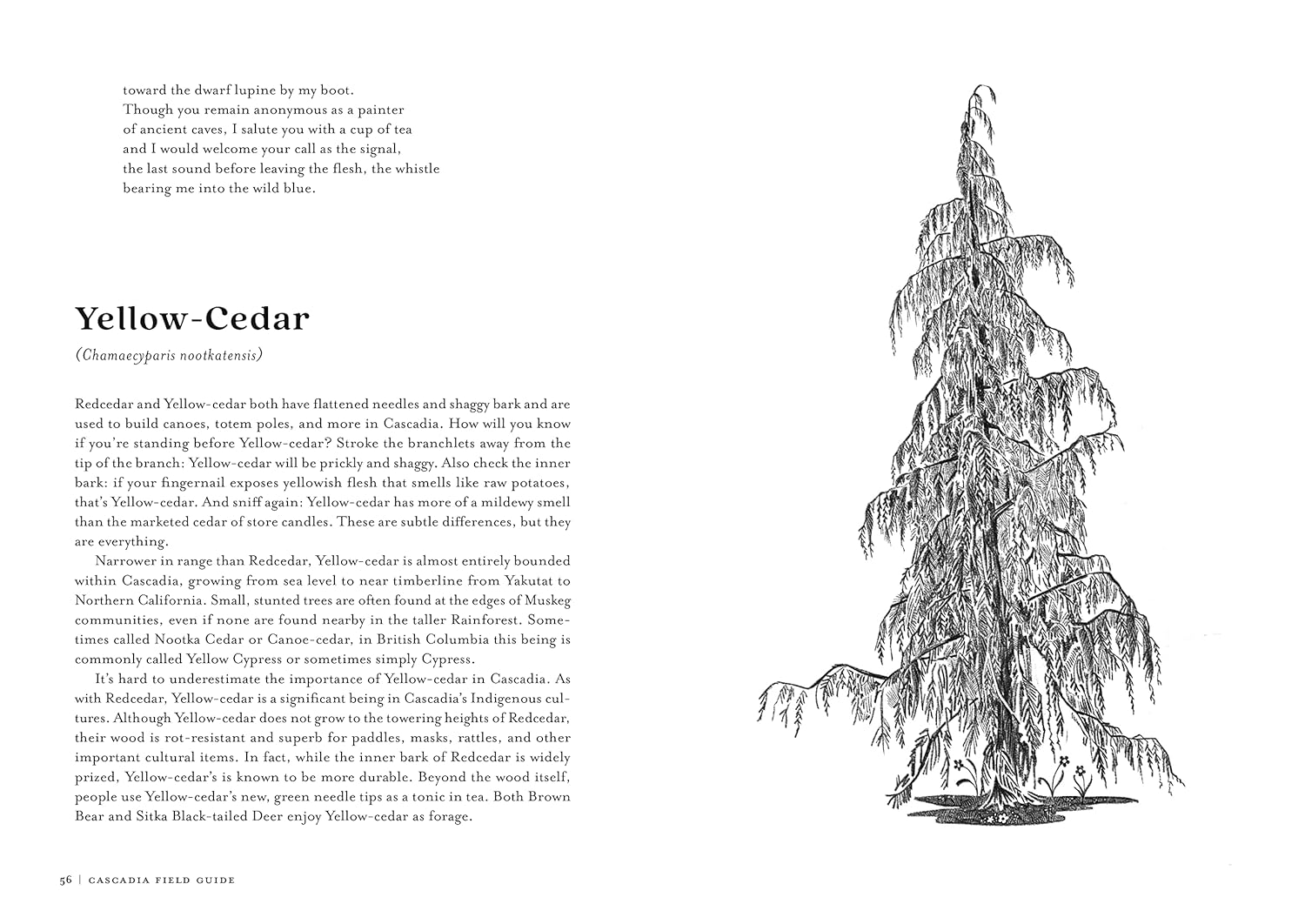 Cascadia Field Guide: Art, Ecology, Poetry by Fuhrman. Cmarie ; Bradfield. Eliza 9781680516227_6