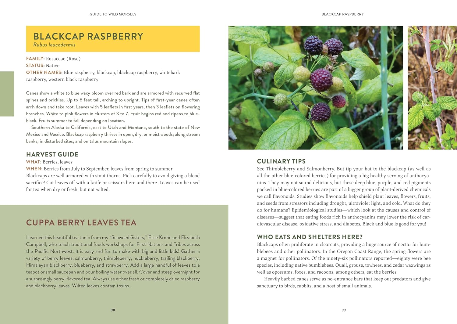 Pacific Harvest: A Northwest Coast Foraging Guide by Hahn. Jennifer 9781680516685_2